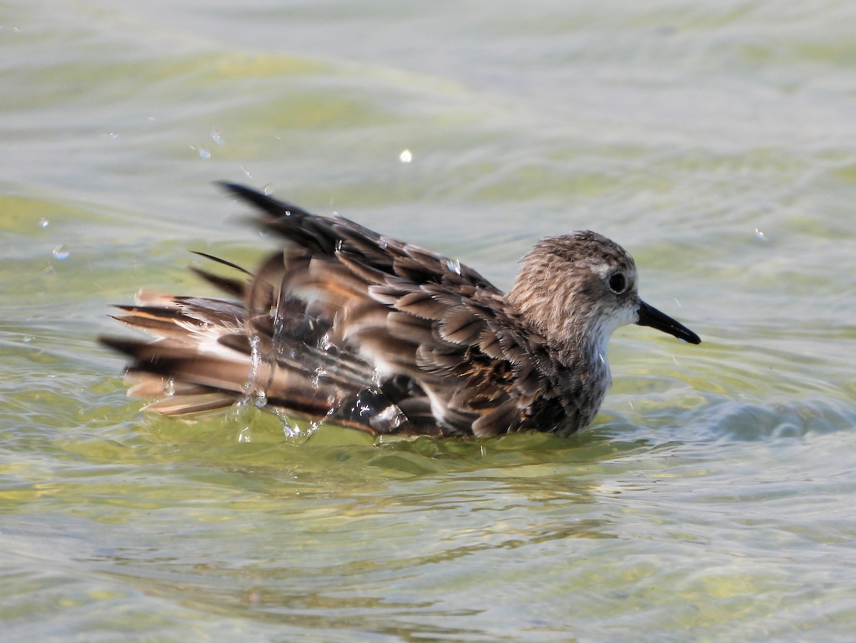 Küçük Kumkuşu - ML646976407