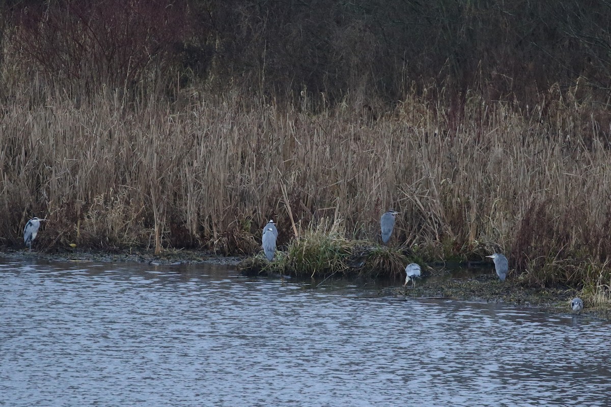 Gray Heron - ML646976408