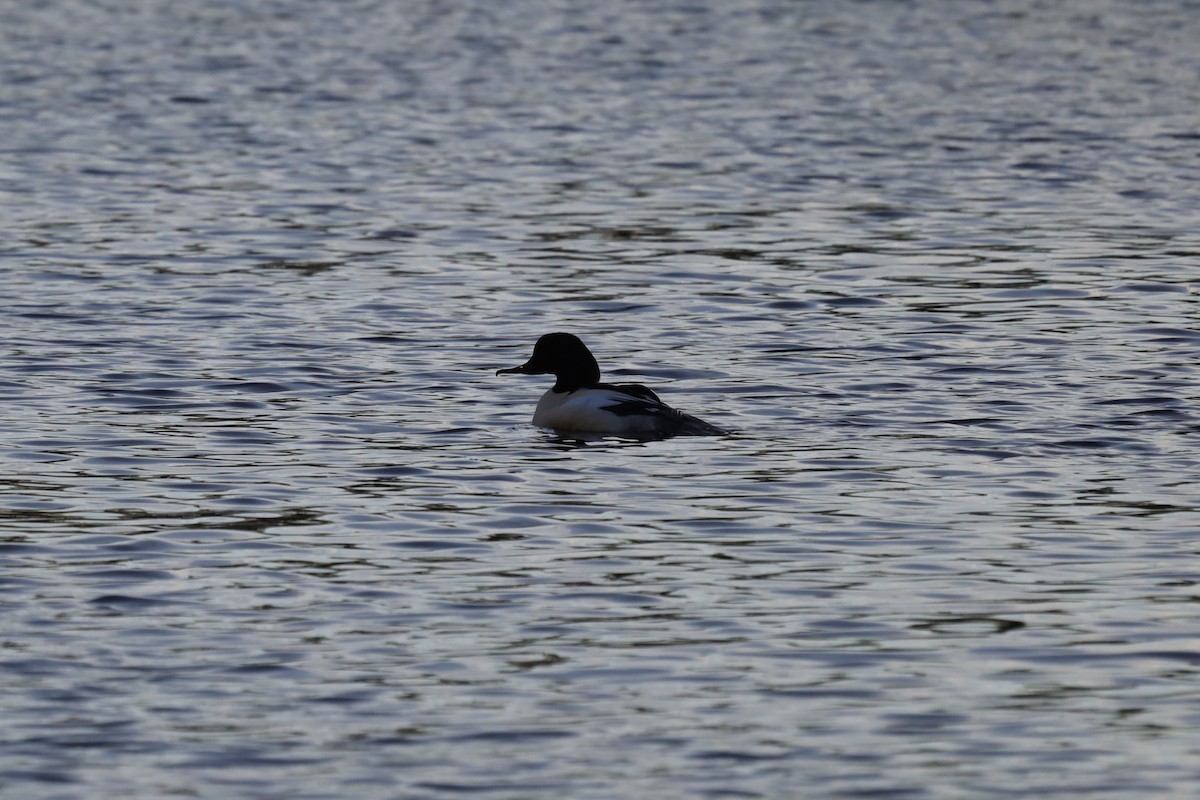 Хумхин бохио - ML646976410