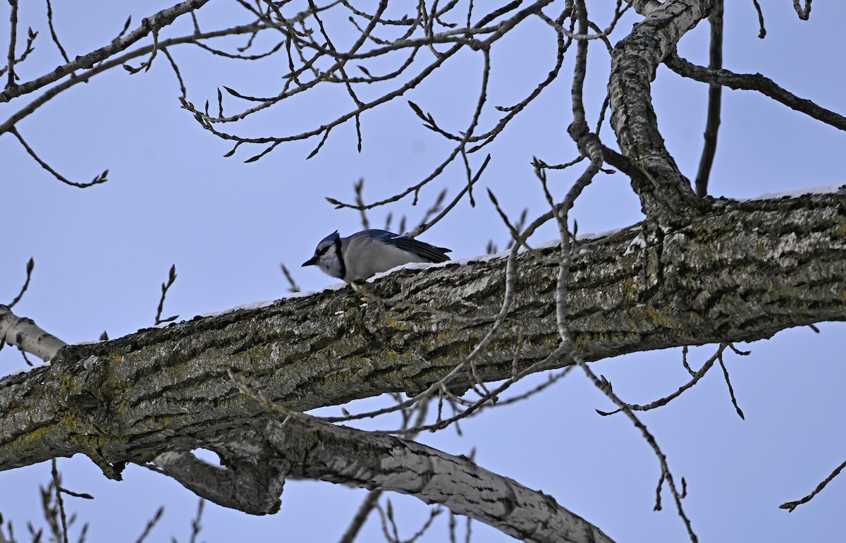 Geai bleu - ML646976411