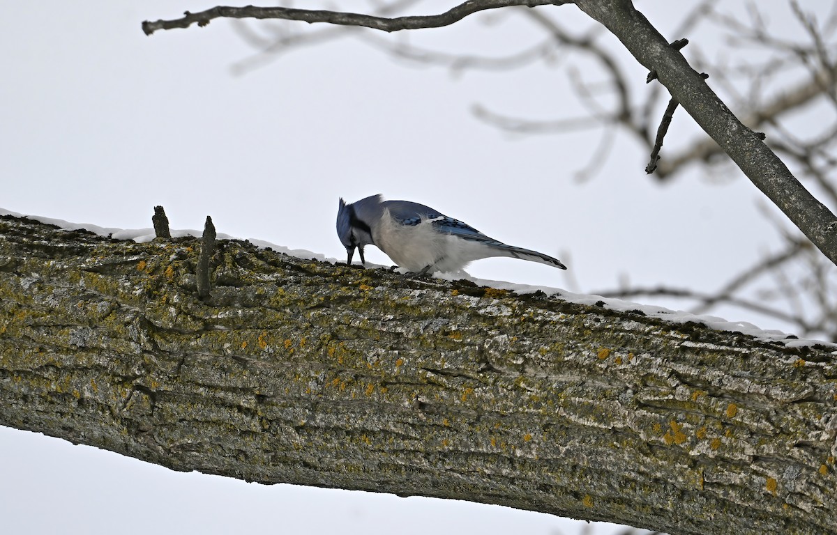 Geai bleu - ML646976412