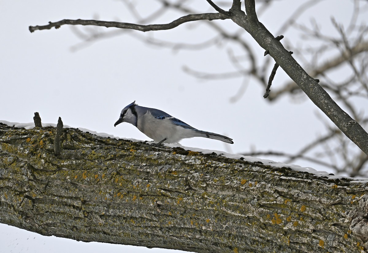 Geai bleu - ML646976413