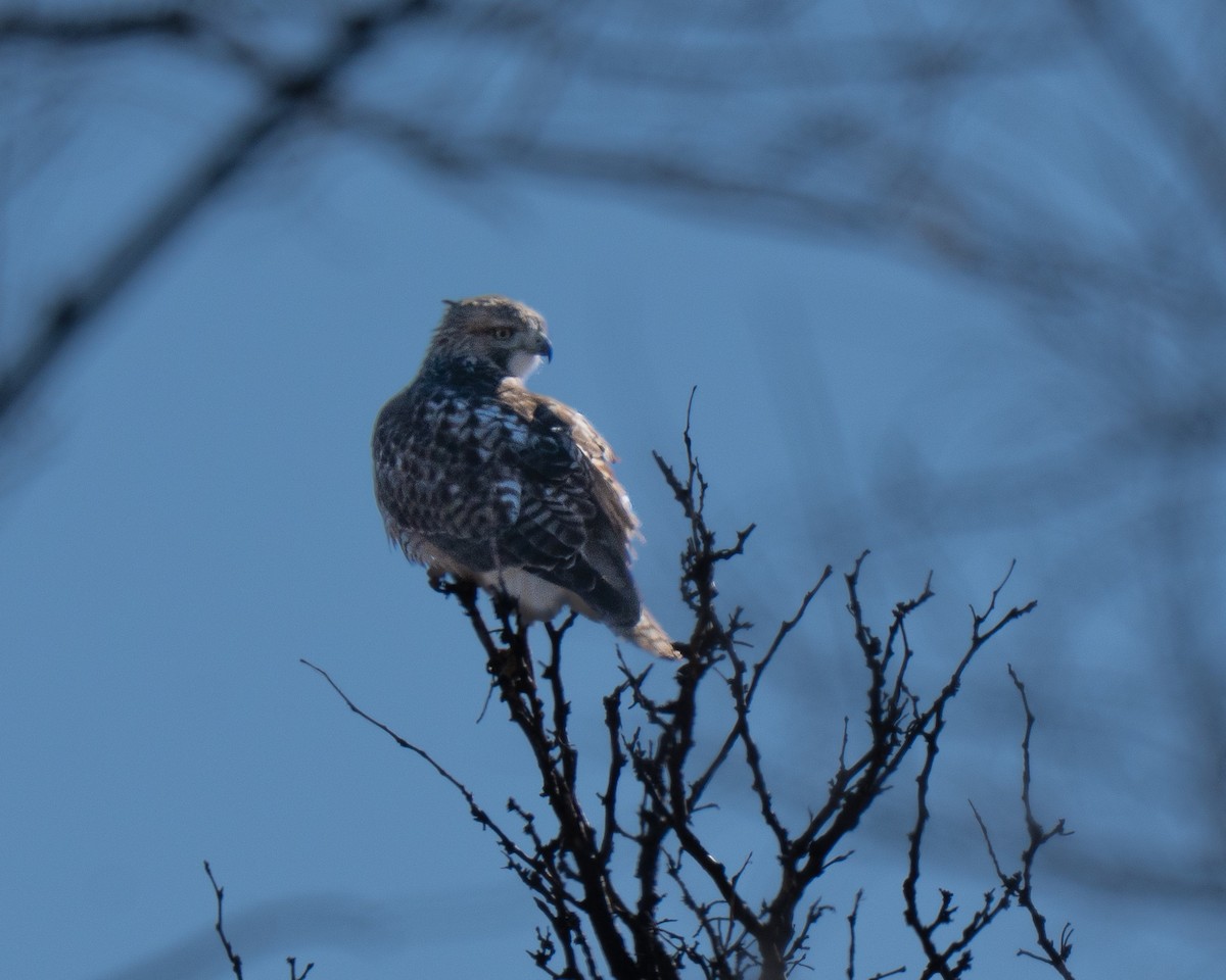 rødstjertvåk - ML646976418