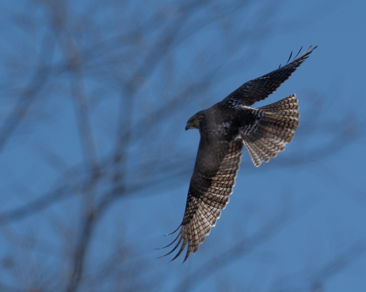 rødstjertvåk - ML646976419