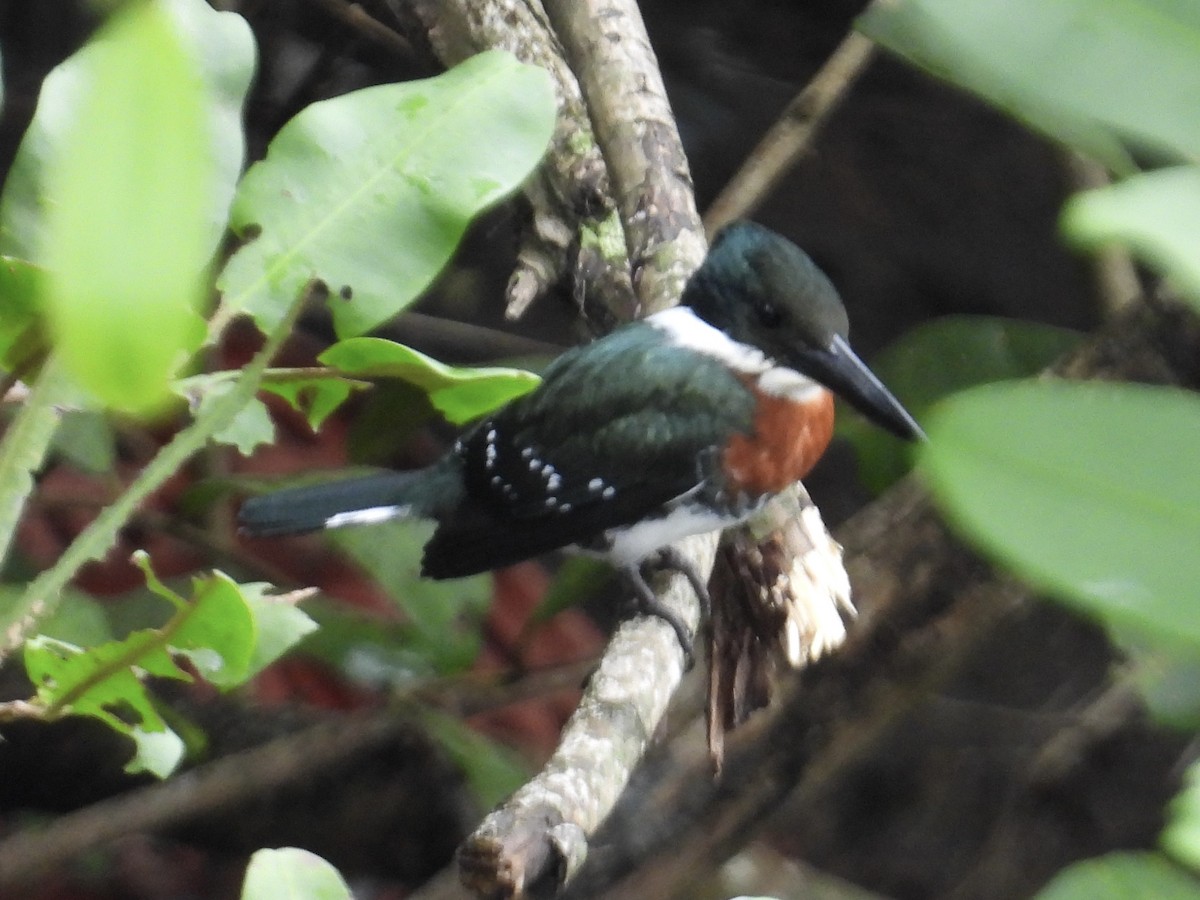 Green Kingfisher - ML646976422