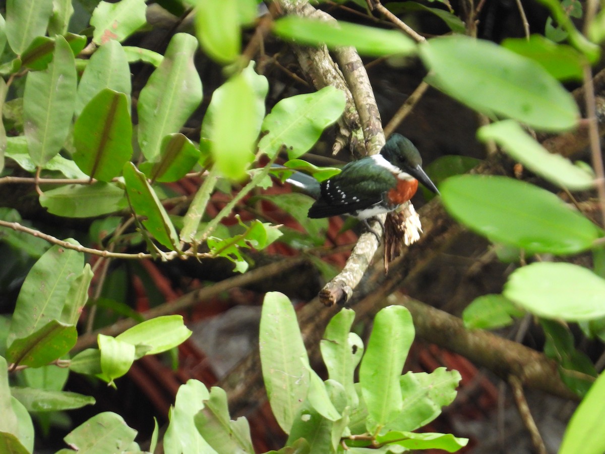 Green Kingfisher - ML646976423