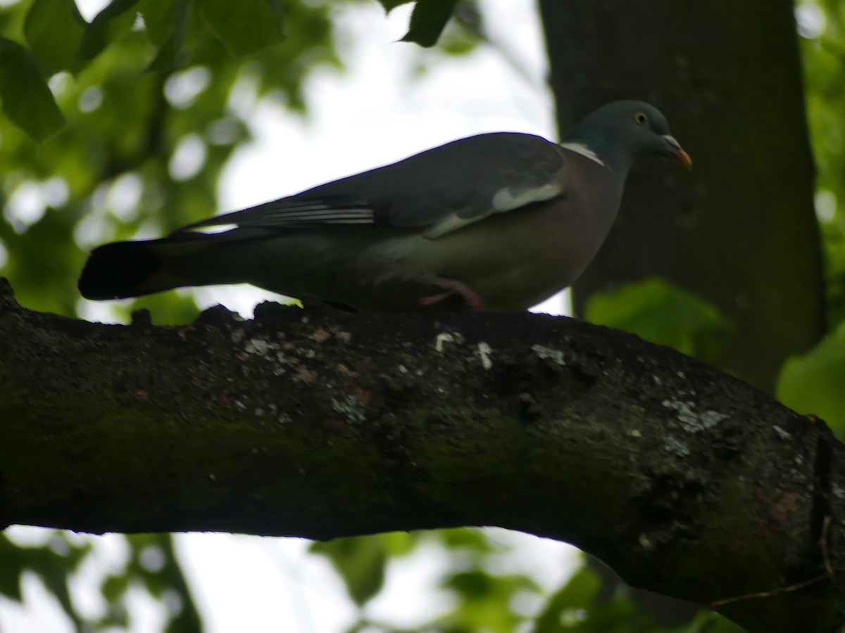 Ойн тагтаа - ML646976424