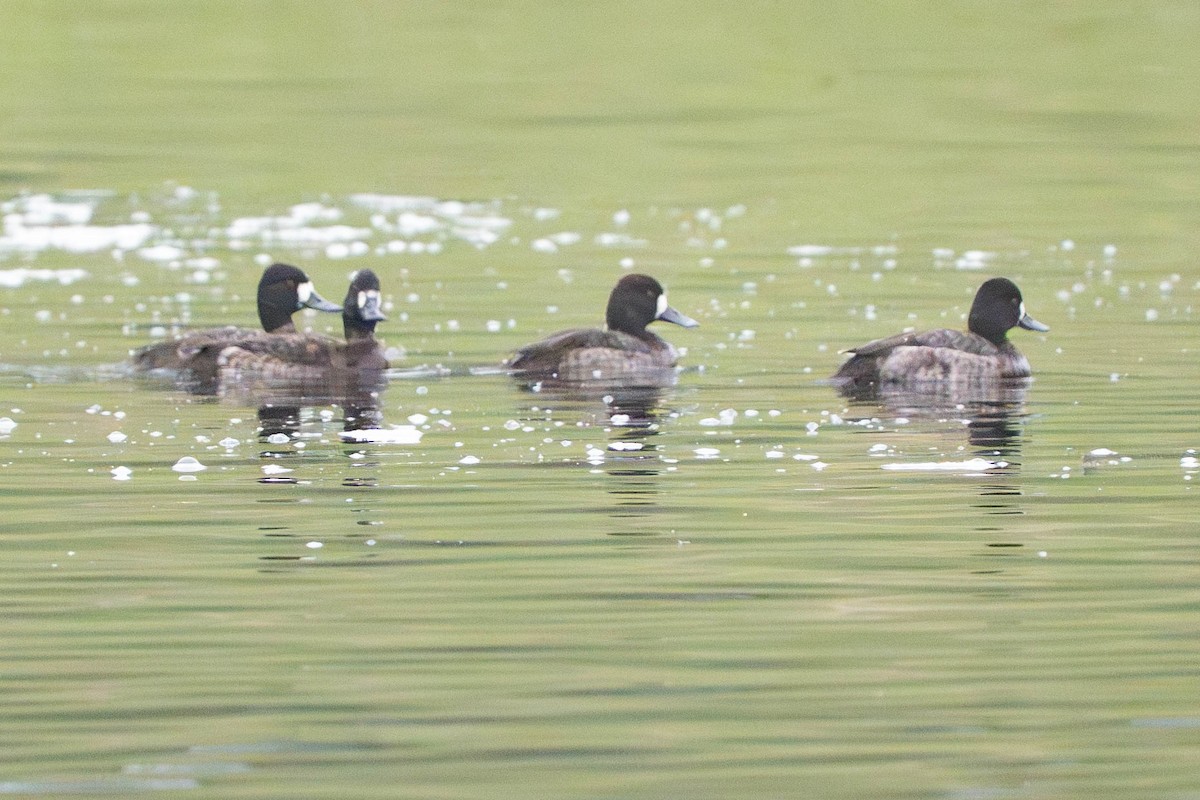 purpurhodeand - ML646976431