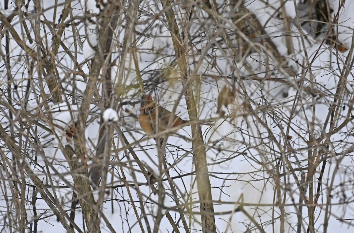 Cardinal rouge - ML646976433