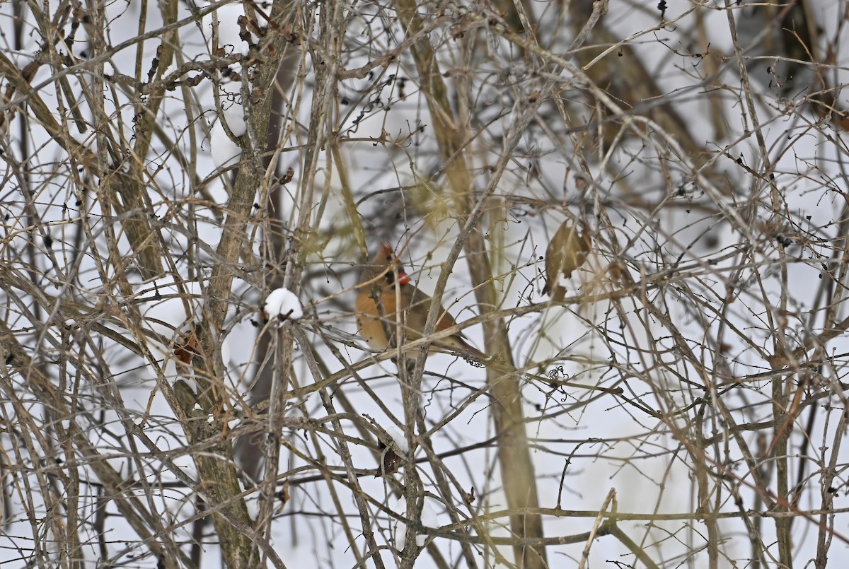 Cardinal rouge - ML646976434