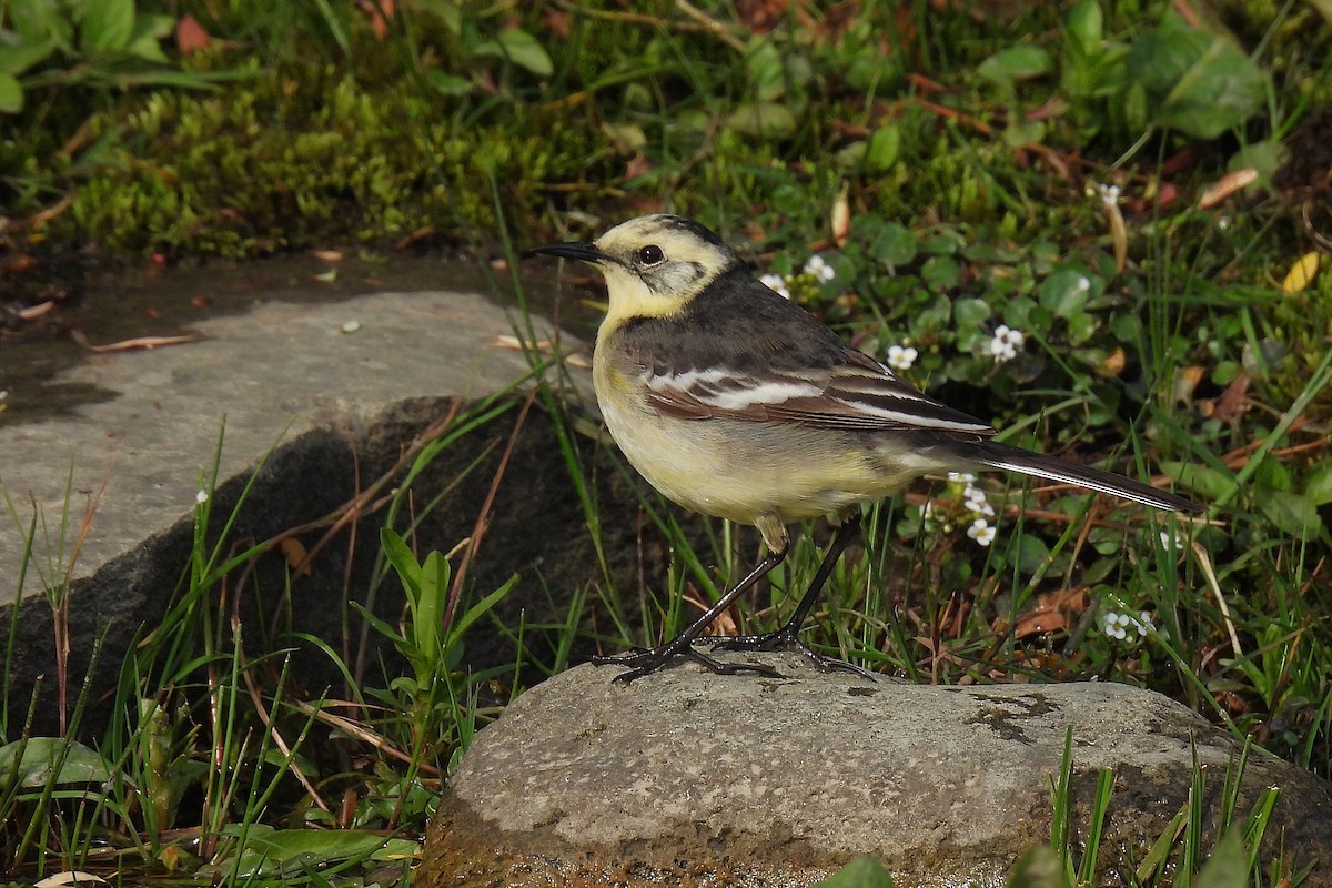 キガシラセキレイ - ML646976436