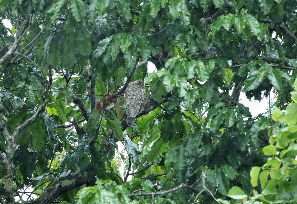 Great Potoo - ML646976437