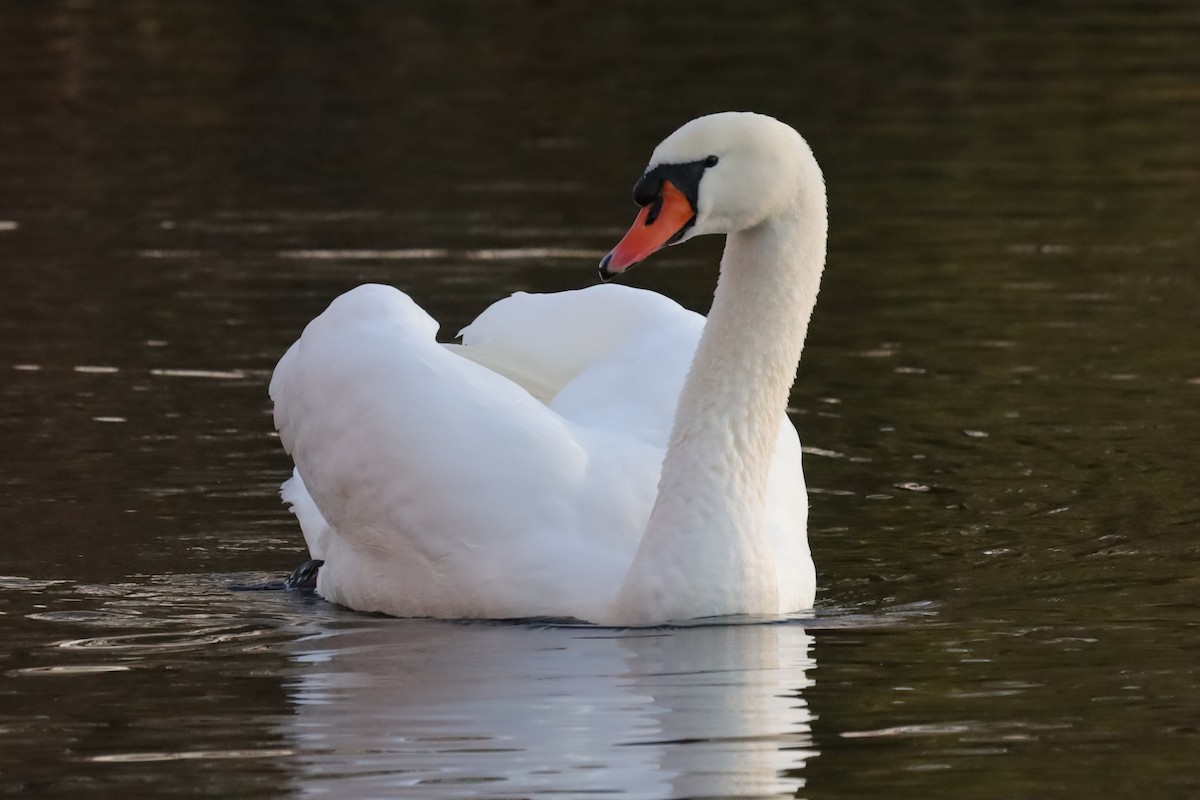 Хуруут хун - ML646976442