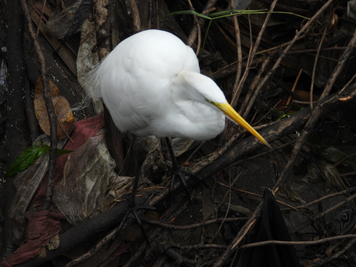 Great Egret - ML646976443