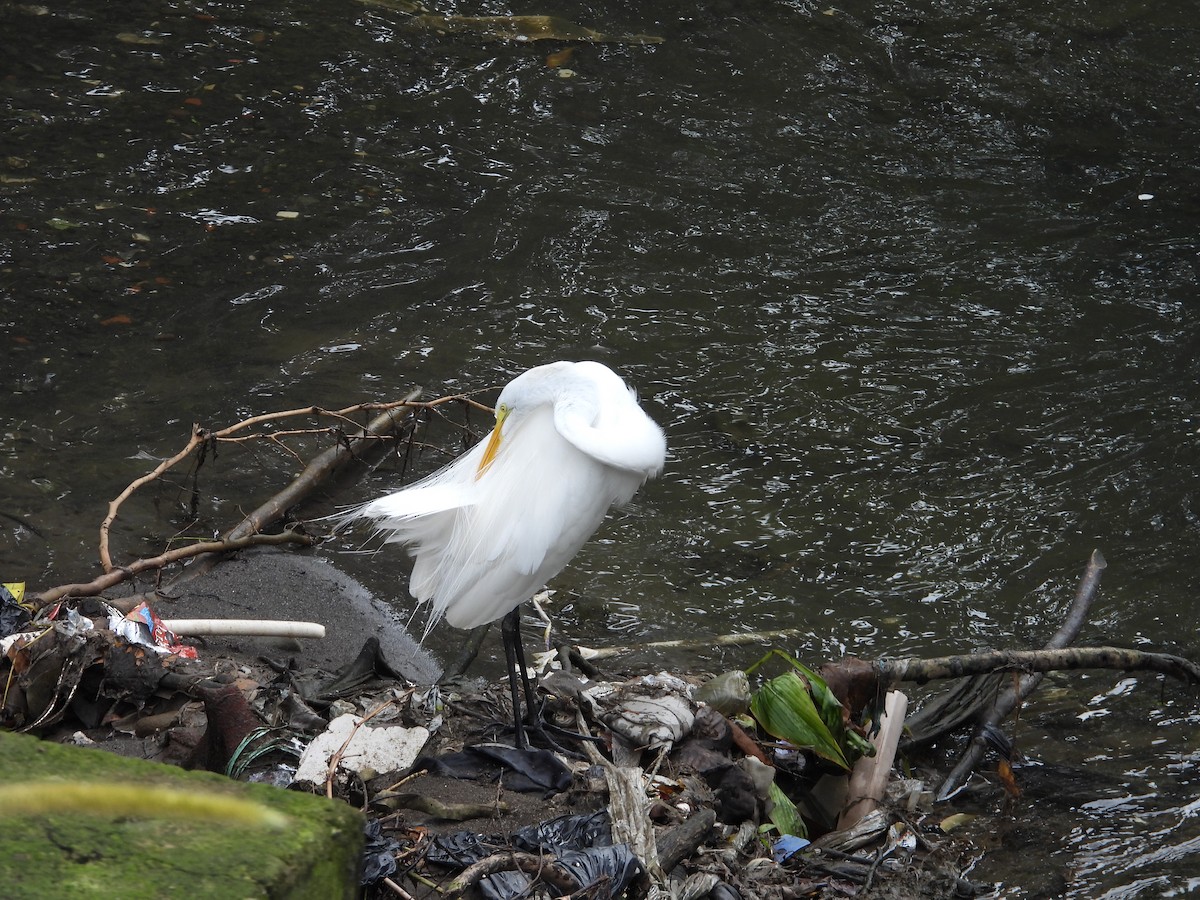Great Egret - ML646976444