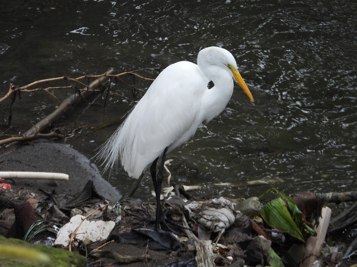 Great Egret - ML646976445