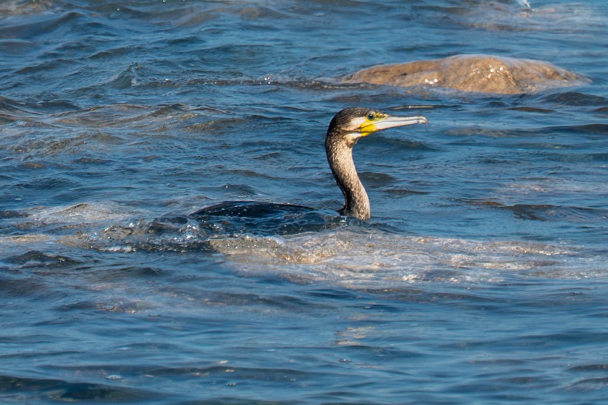 storskarv - ML646976446