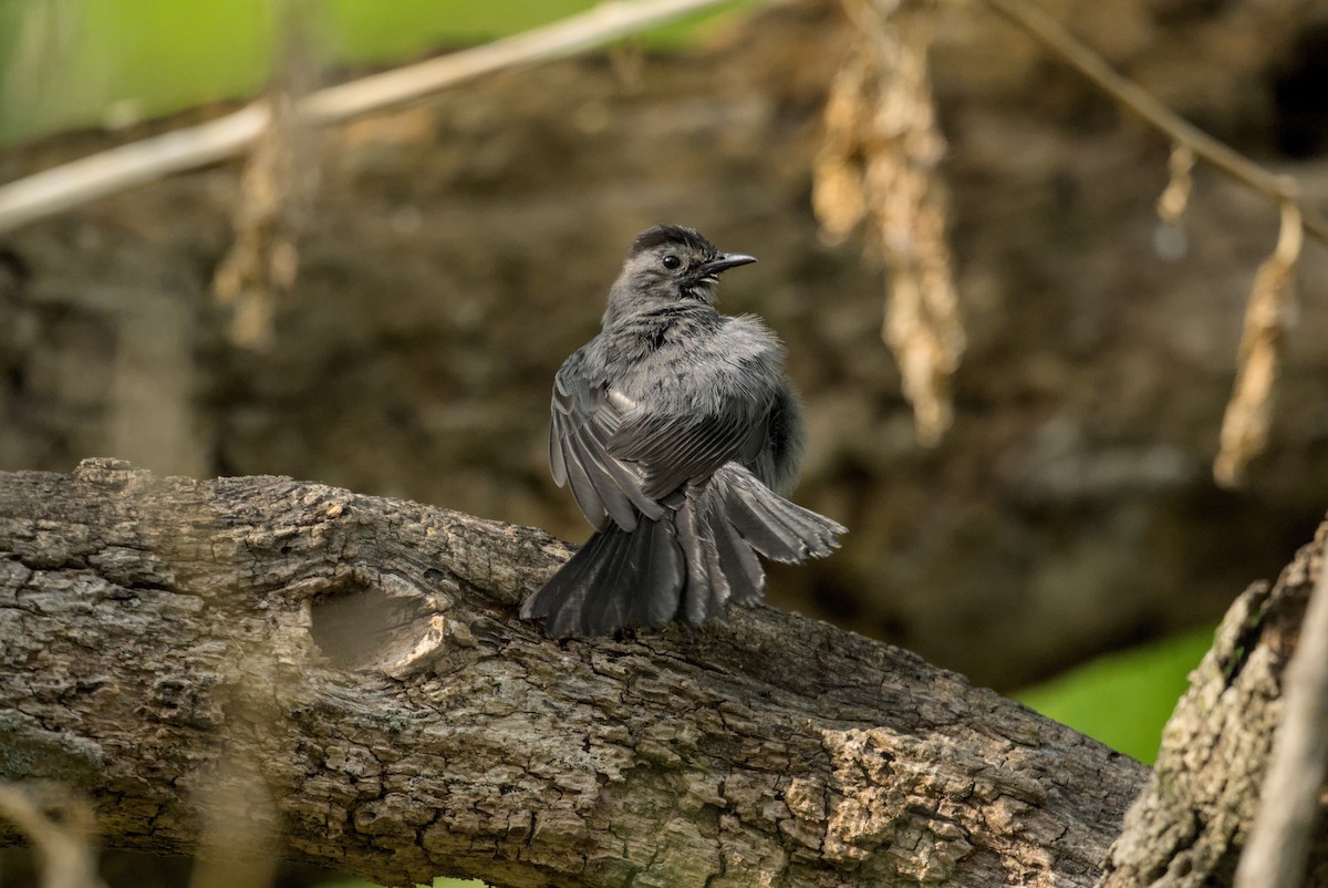 kattespottefugl - ML646976447