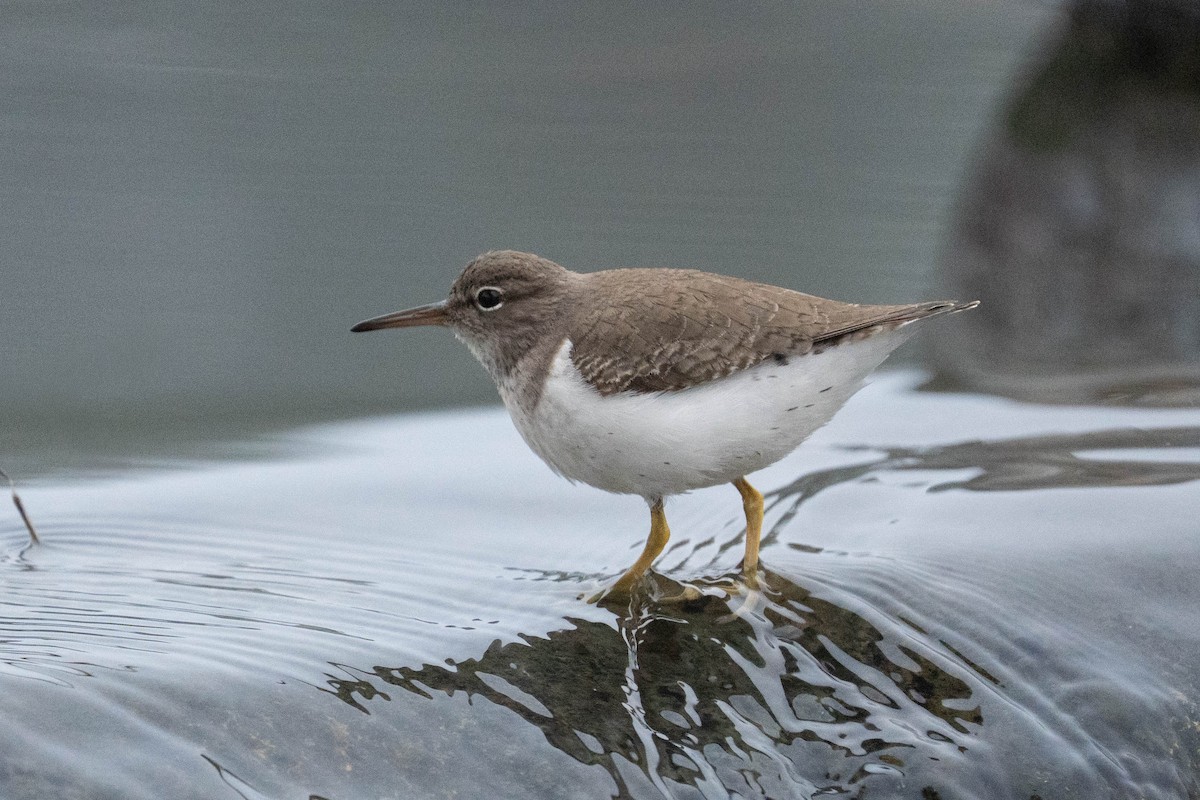 flekksnipe - ML646976453