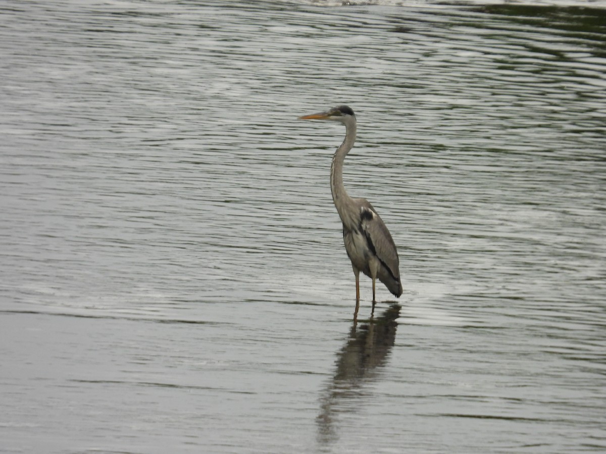 Cocoi Heron - ML646976455