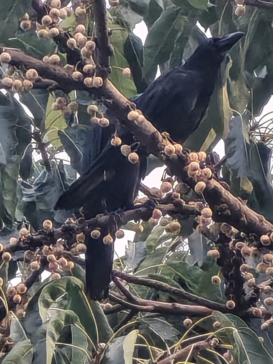 Large-billed Crow - ML646976466