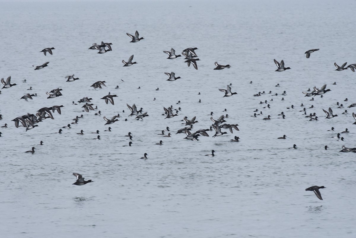 Porrón Bola - ML646976468