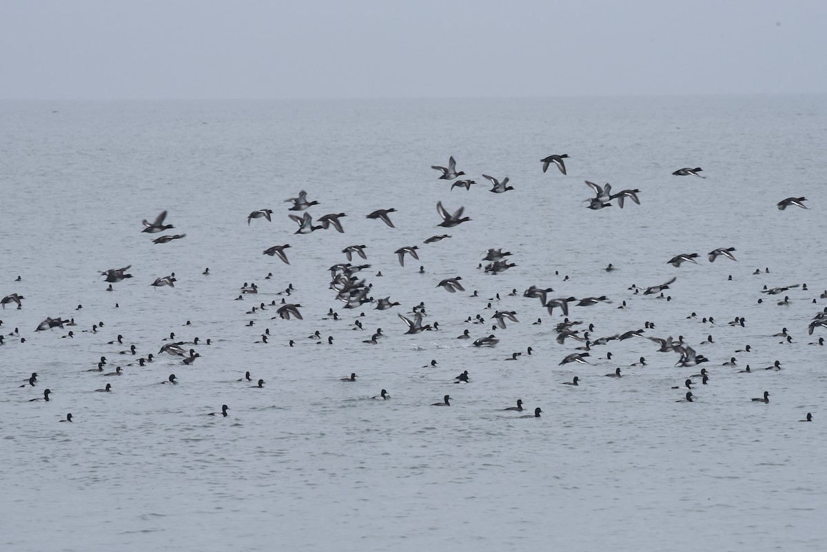 Porrón Bola - ML646976469