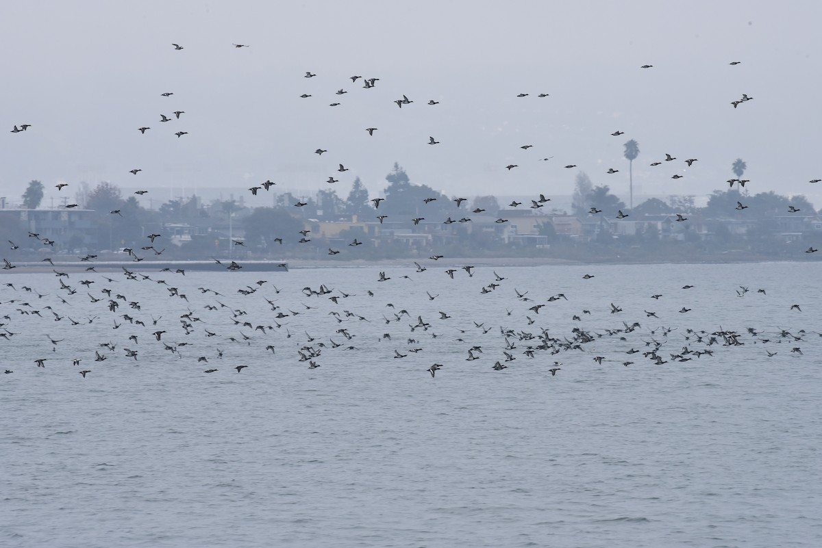 Porrón Bola - ML646976470