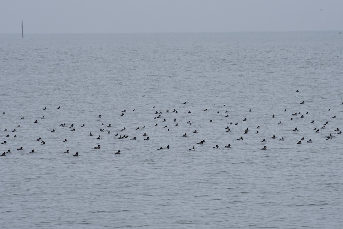 Porrón Bola - ML646976471