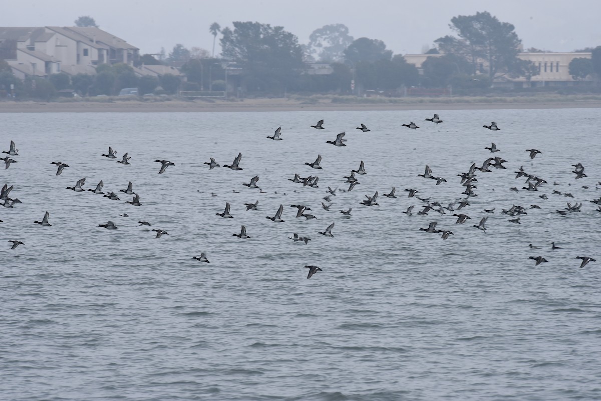 Porrón Bola - ML646976472