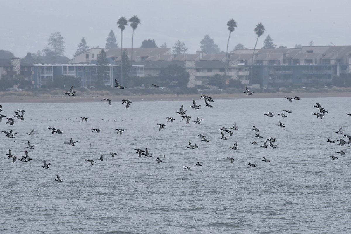 Porrón Bola - ML646976473