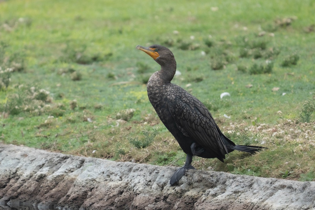 Double-crested Cormorant - ML646976474