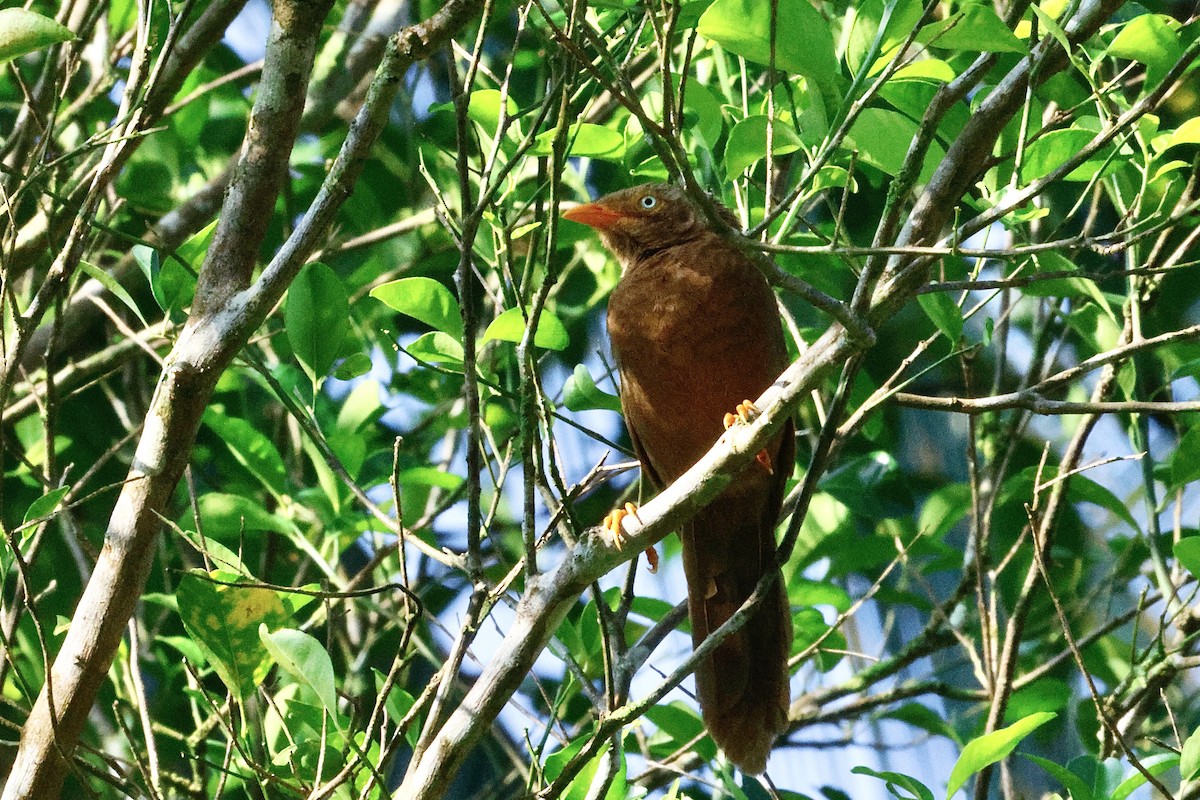 Orange-billed Babbler - ML646976475