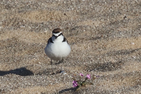 Txirritxo hankabeltza - ML646976481