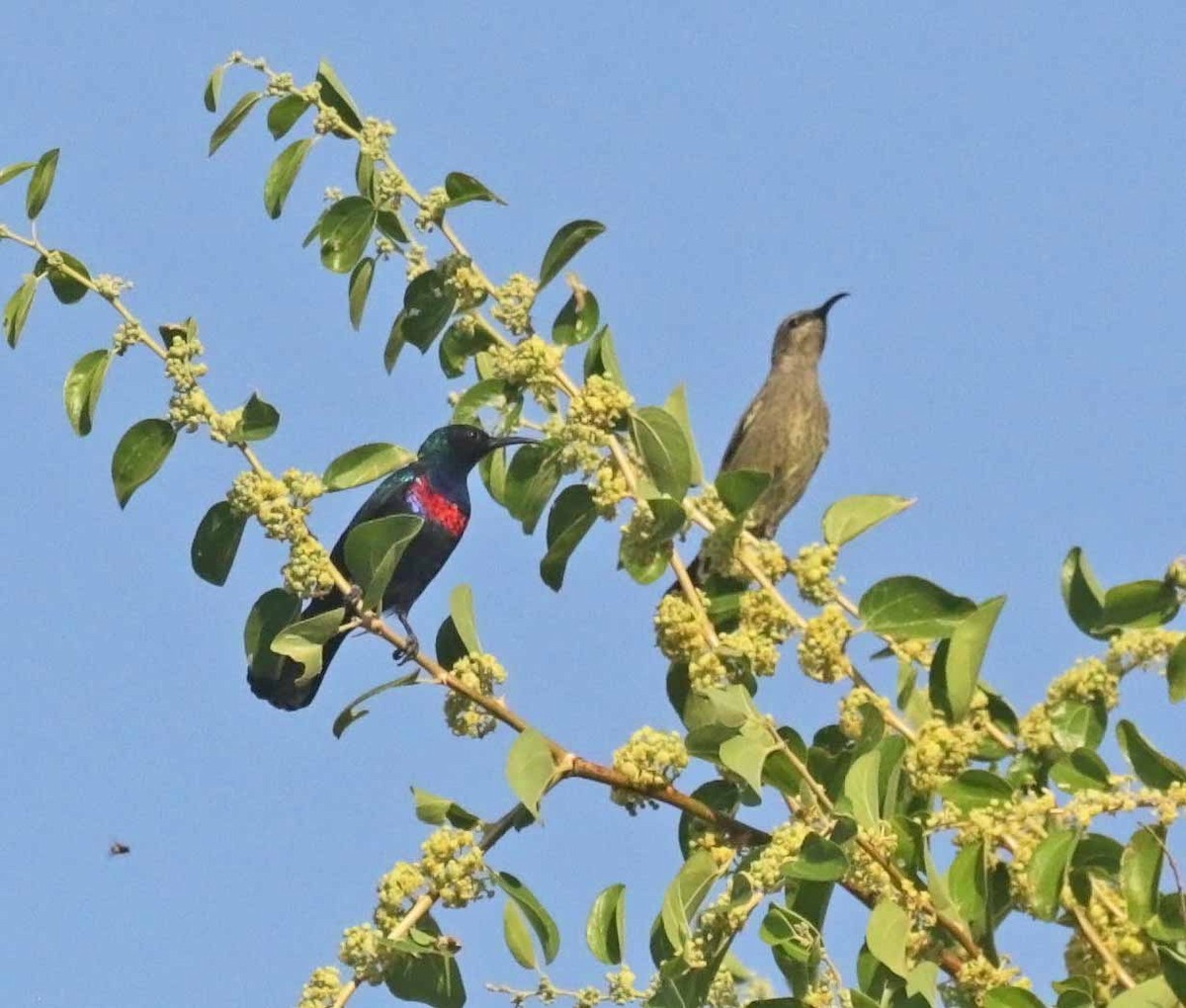 Arabian Sunbird - ML646976482