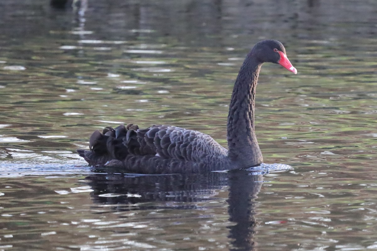 Black Swan - ML646976483