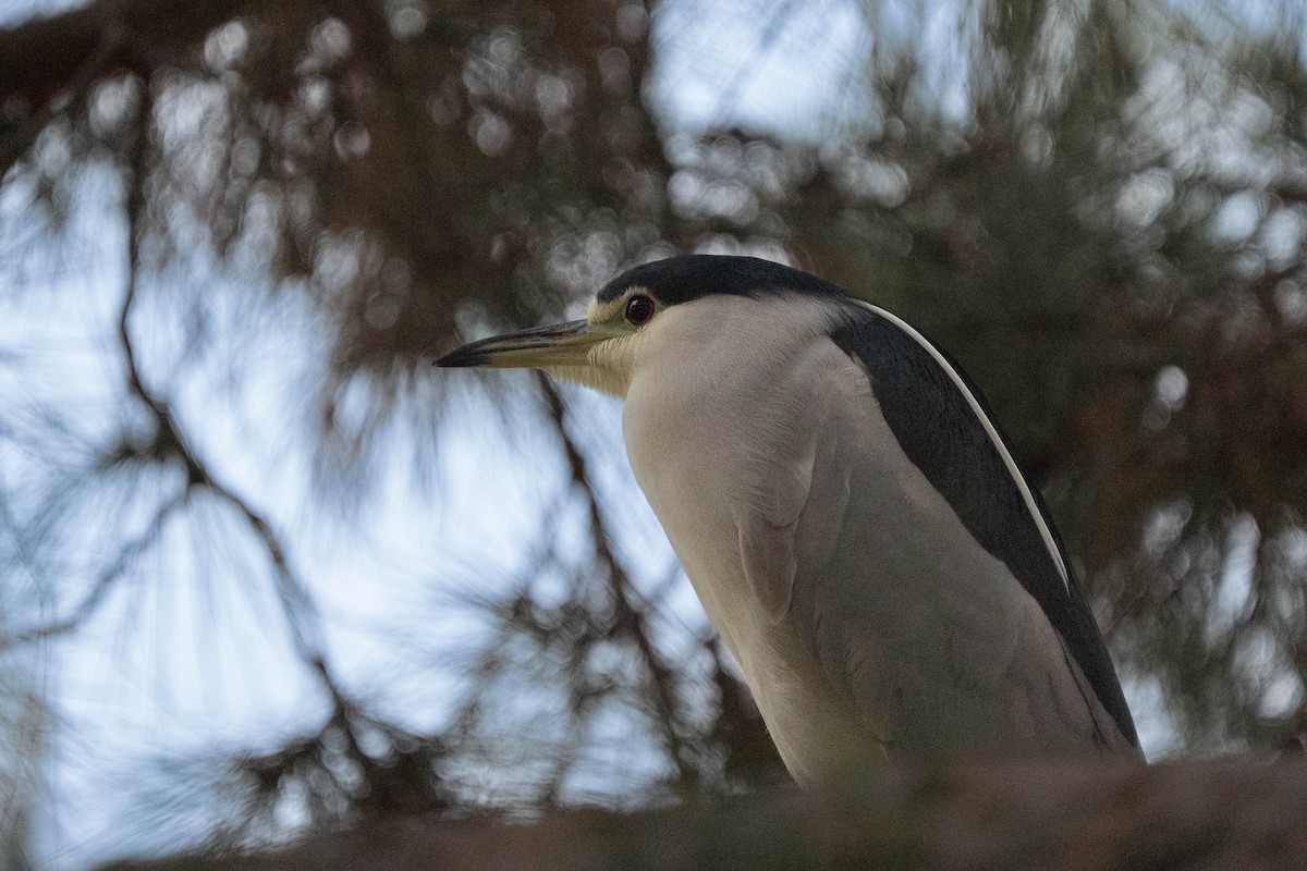 natthegre - ML646976484