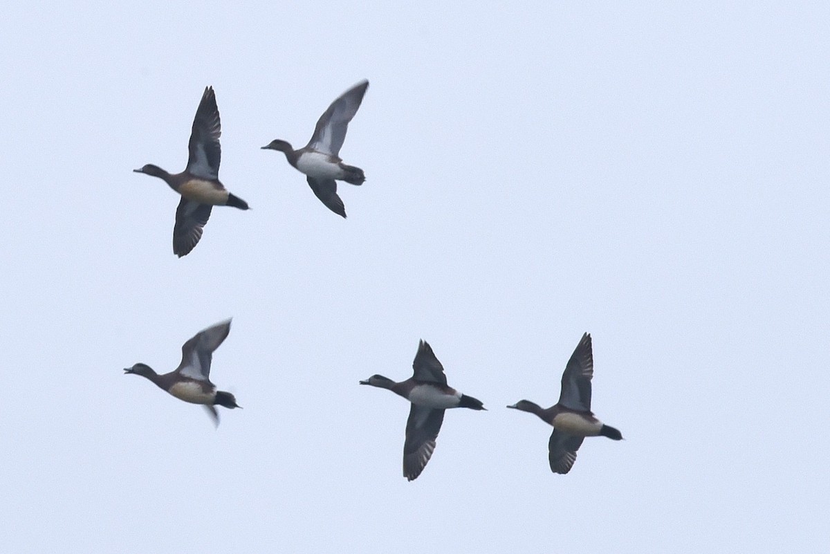 Silbón Americano - ML646976485