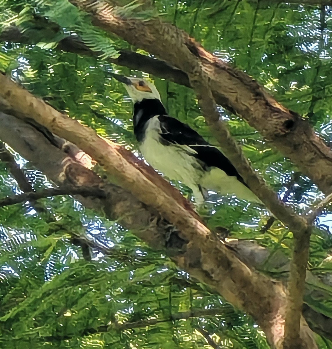 Black-collared Starling - ML646976487