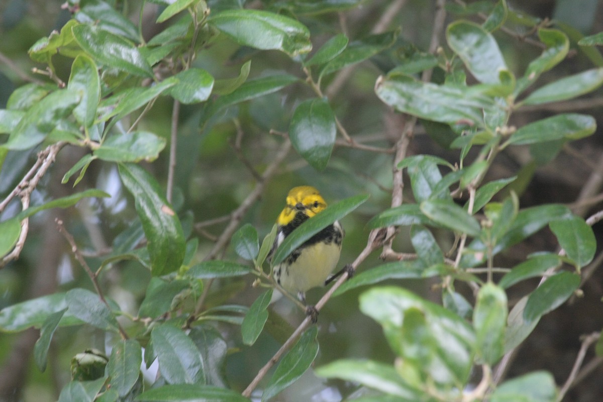 Reinita Dorsiverde - ML646976488