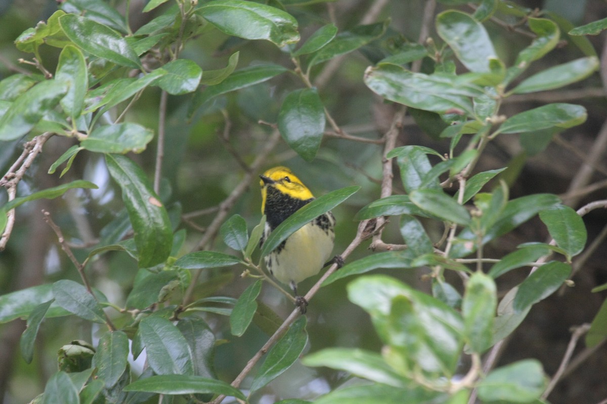 Reinita Dorsiverde - ML646976489