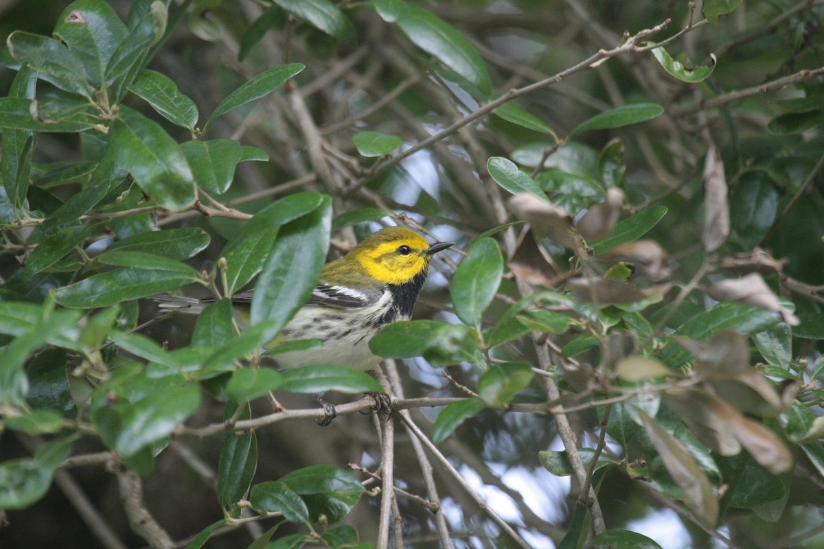 Reinita Dorsiverde - ML646976490