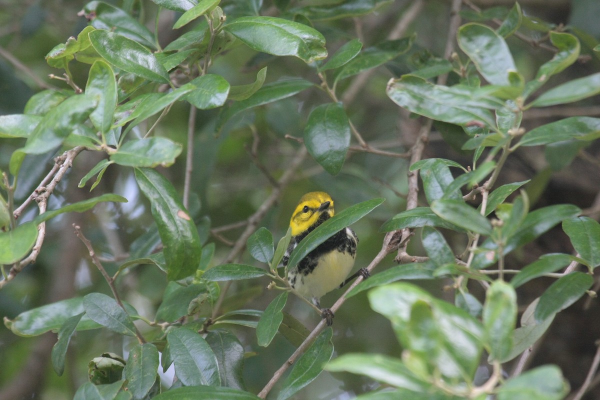 Reinita Dorsiverde - ML646976491