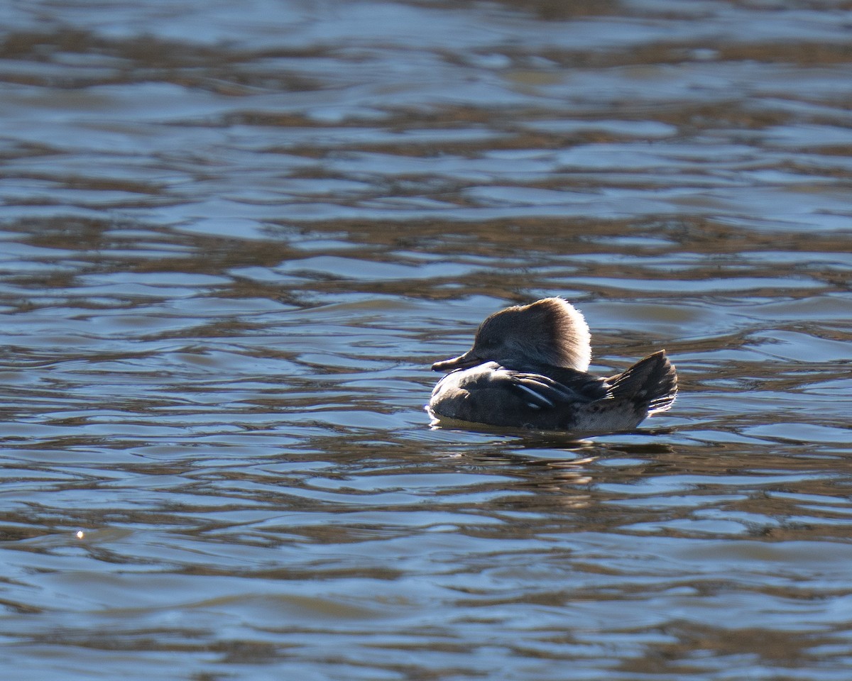 hjelmfiskand - ML646976492