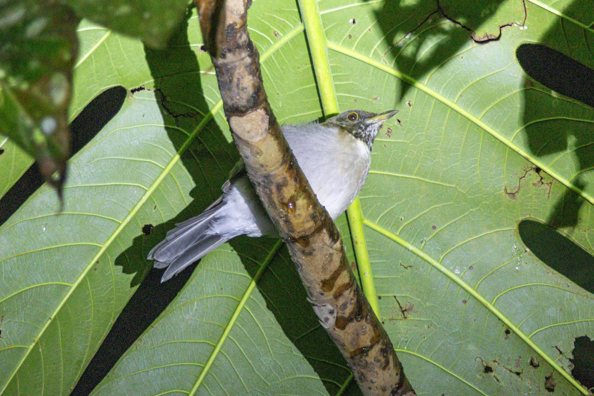Merle à col blanc - ML646976496
