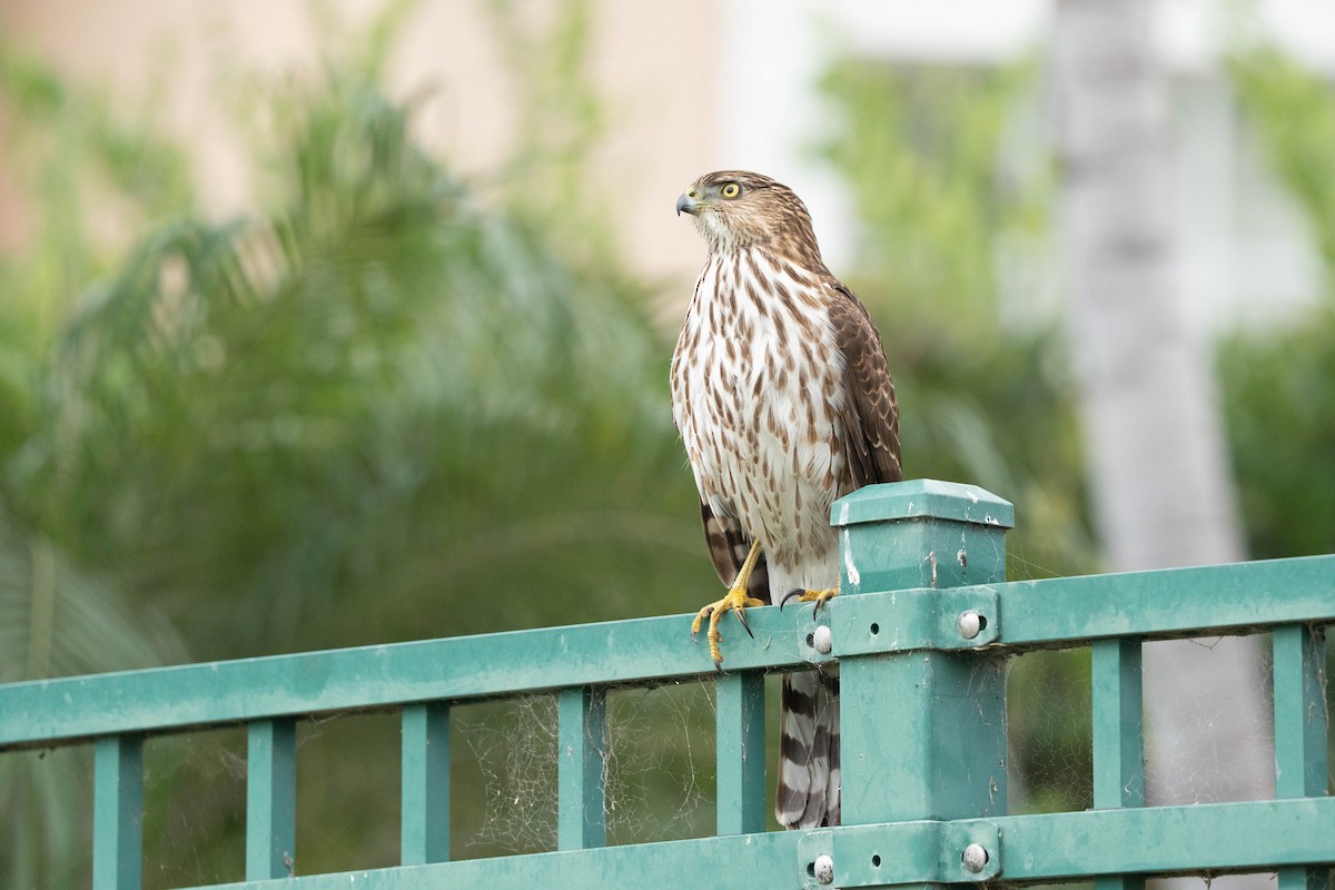 trostehauk - ML646976497