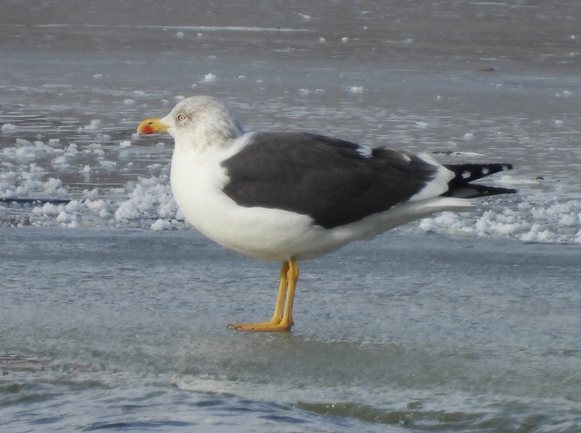 Lesser Black-backed Gull - ML646976499