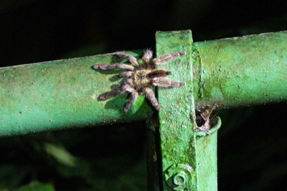 Trinidad Chevron Tarantula - ML646976506