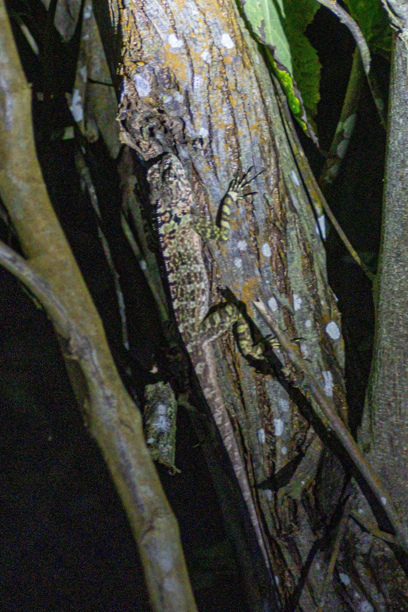 Caribbean Treerunner - ML646976507