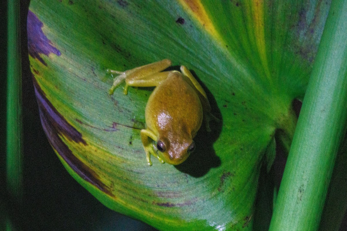 Rainette menue - ML646976509